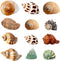 Hermit Crab Shells Turbo Shells 12+pcs Assorted Turbo Shells Handpicked Hermit Crab House…...