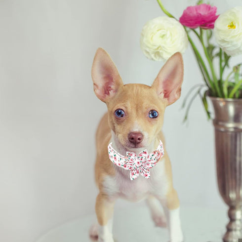 Dog Collar - Pink Dog Collar with Flower for Dogs Flowers Adjustable Dog Collar Girl Pet Gift Dog Collar for Medium Small Large Dogs...