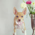 Dog Collar - Pink Dog Collar with Flower for Dogs Flowers Adjustable Dog Collar Girl Pet Gift Dog Collar for Medium Small Large Dogs...
