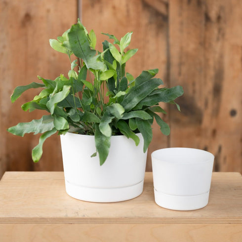 Root & Vessel Majestic Mid-Century Modern Low Profile Cylinder Pot, Matte White, 6.5"...