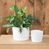 Root & Vessel Majestic Mid-Century Modern Low Profile Cylinder Pot, Matte White, 6.5"...