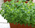 Fenugreek Sprouting Seed, Non GMO - 4 oz - Country Creek Acres Brand - Fenugreek for Sprouts, Garden Planting, Cooking, Soup, Emergency Food Stora...