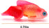 Silicone Artificial Fish Aquarium Decortion High Simulation Lifelike Floating Fake Betta Fish Tank Ornament (Red Goldfish)...