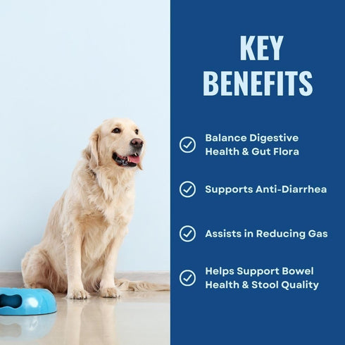 Gut Health for Dogs | 3 in 1 Prebiotic Probiotic Postbiotic | Supports Digestive Health, Anti Diarrhea | Puppy to Senior Dog | Powder 60 g...