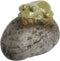 Top Collection Miniature Fairy Garden and Terrarium Statue, Sleeping Cute Frog on Stone...