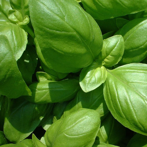 GranAroma Ground Basil, 13.2 oz, Peppery Flavor, Sauces & Dressings, Fine Ground...