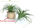 2 PCS Artificial Succulents Plants Unpotted Fake Tillandsia Air Plants Succulent Bouquet Arrangements Faux Plants DIY for Garden Decor Home Decora...