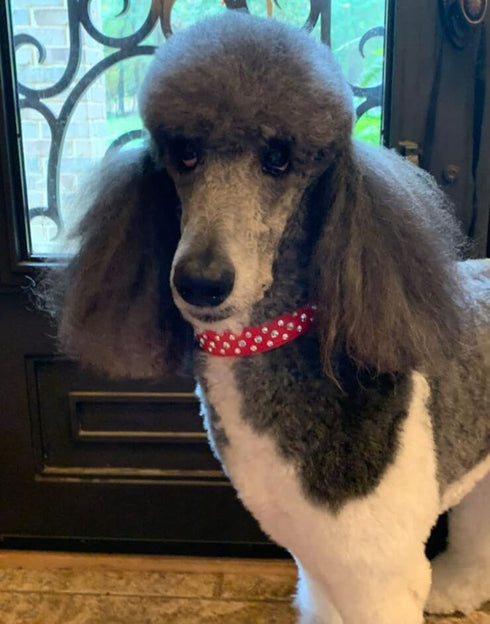 Bling Rhinestone PU Leather Crystal Diamond Pet Dog Cat Puppy Collar Black S M L XL (M, Light Blue)...