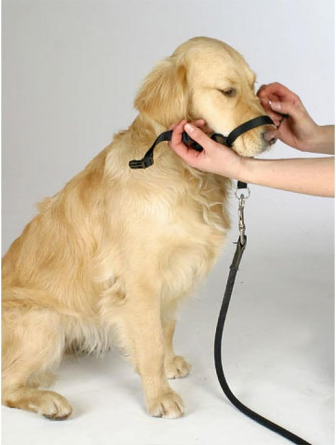 BARKLESS Dog Head Collar, Adjustable and Padded, No-Pull Training Tool for Dogs on Walks, includes 1 Dog Leash and A Training Guide...