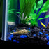 60 mm/65 mm Redondo Aquário Vidro Camarão Alimento Tigelas de Prato Reptiles Água Alimentos Prato Tigela AlimentadoraAilinda 65MM...