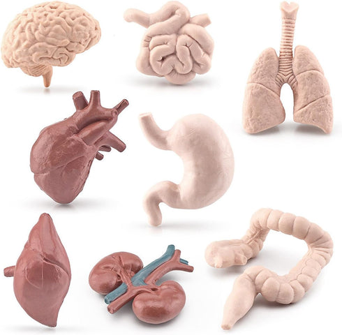 8 Piece Mini Human Organ Set Mini Human Body Model for Kids Mini Body Parts Sets 3D Human Anatomy Model Anatomy and Physiology Study Tools Student...
