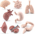 8 Piece Mini Human Organ Set Mini Human Body Model for Kids Mini Body Parts Sets 3D Human Anatomy Model Anatomy and Physiology Study Tools Student...