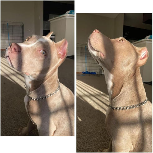 Training Collar for Dogs,304 Stainless Steel Double Loop P-Chain Pet Training Walking Dog Slip Collars 24 in, 3.5 mm...