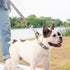 Dog Combo premium Collar & Leash, dog collar, Dog leash, Durable metal buckle set, Fashionable recycled webbing, Attachable D-ring, Adjustable siz...