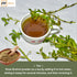 100% Pure and Natural Brahmi Powder | Bacopa Monnieri Powder for Hair and Health 0.22 LBS / 100 GMS...