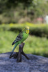 Hi-Line Gift Ltd Budgie on Branch Statue,Green...