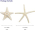 Jangostor 12 PCS Starfish 2-6 Inch Mixed Starfish Natural Seashells Starfish Star Fish Shells Decorations Perfect for Wedding Decor Beach Theme Pa...