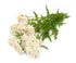 Health Embassy Yarrow Herb Tea | Achillea millefolium L | Herbal Tea (100g)...