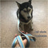 10FT / 15FT / 20FT Anti-Choke Slip Lead Dog Leash, 1” Wide Soft Thick Long Training Leash for Strong Small Medium Large Dogs (blue-20ft)...