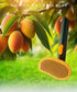 Dog & Cat Brush, Cute Mango Self Cleaning Cat Brush for Shedding and Deshedding, Deep Cleaning Pet Brushes Pumpkin for Dogs Cats Puppy Rabbits Bun...