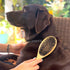 Dog Brush for Shedding - Cat Brush for Shedding - Double Sided Bamboo Brush Ball Pin and Soft Nylon Bristle - Dog and Cat Grooming Brush (Small)...