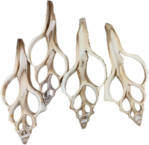 4PC Large Fox Center Slicen Shells for Crafts Windchimes Shellcraft Home Decor Apprx 6.5" Inch...