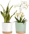 kubvici 8'' Plastic Flower Planter Pots Set of 2 Indoor Outdoor Planters with Drainage Saucer for Garden Home (Green & White, 8 inch)...