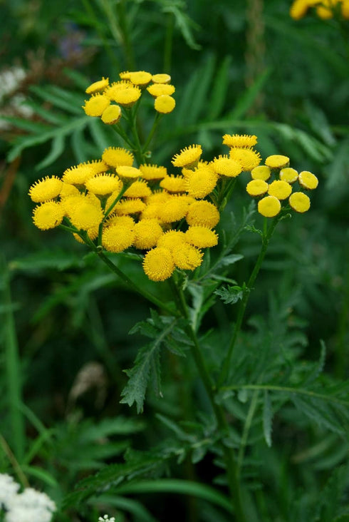 Tansy Herb (Tanacetum vulgare) - Health Embassy - 100% Natural (50g)...