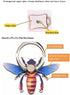 Bee Shape Style Alloy Color Paint Panel 360°Rotation Cell Phone Ring Holder Stand,Compatible for iPhone Samsung LG and Other Smartphones (Purple)...