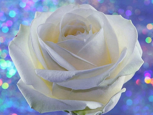 MOER SKY White Rose Flowers 5D Diamond Painting Kit by Numbers Embroidery Cross Stitch Arts Craft Canvas for Adults Kids for Relaxation and Home W...