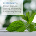 Garden of Life Essential Oil, Peppermint 0.5 fl oz (15 mL), 100% USDA Organic & Pure, Undiluted & Non-GMO - for Diffuser, Aromatherapy, Meditation...
