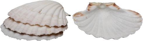 Natural Baking Shells, 3.75-Inches, Set of 4...