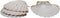 Natural Baking Shells, 3.75-Inches, Set of 4...