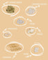 L'EclatDina Bracelet Making Kit: Vintage Style with 4800+ Clay Beads, Gold Letter Charms - Craft Unique Friendship & Bohemian Jewelry...