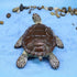 Small Turtle Figurines for Fairy Garden Accessories Outdoor Decor Miniature Sea Turtle Statue for Outside Garden Pond Decorations Animals Figure S...