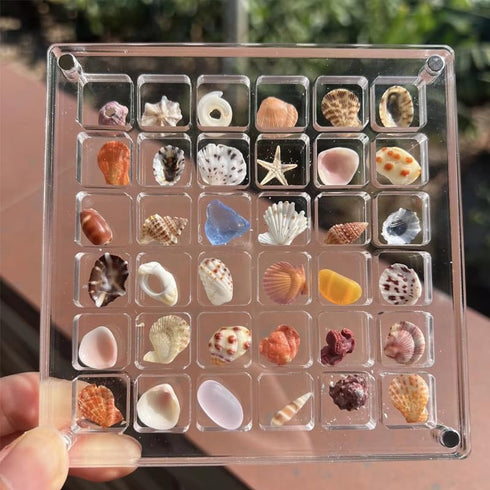 Seashell Display Box, Acrylic Magnetic Seashell Display Box, 36/64 Grid Display Cases for Collectibles, DIY Transparent Seashell Storage Box Displ...