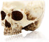 RMM Halloween Decoration Retro Human Skull Head Flower Pot Planter Bed Box Container Replica Home Bar Décor,Clear...