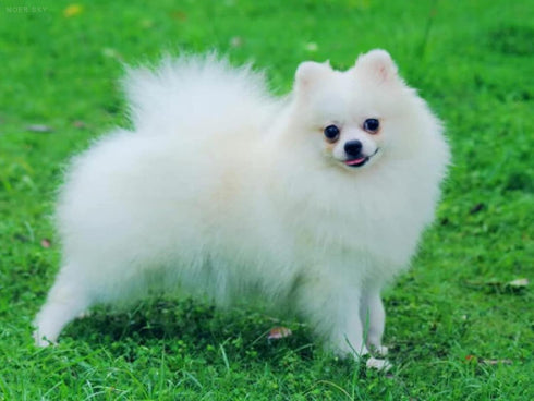 MOER SKY White Dog Animal 5D DIY Full Drill Diamond Painting Kits, White Puppy Diamond Painting Craft Canvas Children and Adult Embroidery Arts Cr...