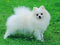 MOER SKY White Dog Animal 5D DIY Full Drill Diamond Painting Kits, White Puppy Diamond Painting Craft Canvas Children and Adult Embroidery Arts Cr...