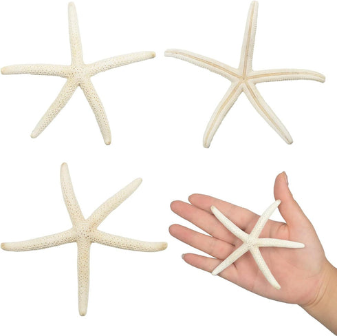 Jangostor 12 PCS Starfish 2-6 Inch Mixed Starfish Natural Seashells Starfish Star Fish Shells Decorations Perfect for Wedding Decor Beach Theme Pa...
