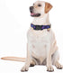 Dog Collars with Buckle Adjustable for Cute Girl Female Boy Dogs,Special Soft and Fancy Dog Pet Collar with Flower Design for Small Medium Large D...