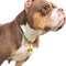 Walking Collar with Dog Tag Design Secure Buckle Cuban Link Chain Collar Heavy Duty Chew Proof for Medium Large Dogs...