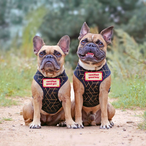 Certified Good Boy Girl Dog Harness Patches | Hoop & Loop Funny Cute Dogs Patch for Removable Vest Collar Tactical Working Moral Training Tracking...