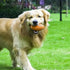 AUSCAT Dog Chew Squeaky Toy Ball, Dog Toy for Aggressive Chewers, Rugby Shape Rubber Chew Ball with Squeaker, Interactive Dog Ball for Fetch Game ...