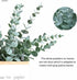 20pcs Faux Eucalyptus Stems Flowers Short Artificial Eucalyptus Greenery Stem Fake Eucuplutis Leaves Branches Decoration for Floral Arrangement We...