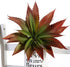 JUSTOYOU Large Artificial Succulents Aloe Plants Real Touch Fake Flowers Unpotted for Home Wedding Festival Arrangement (1, Green-Red)...