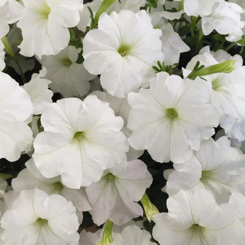 Rare Petunia Seeds for Planting - 300+ Beautiful Perennial Flowers Seeds Heirloom Vine Seeds - High Germination Rate Open Pollinated...