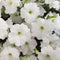Rare Petunia Seeds for Planting - 300+ Beautiful Perennial Flowers Seeds Heirloom Vine Seeds - High Germination Rate Open Pollinated...