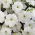 Rare Petunia Seeds for Planting - 300+ Beautiful Perennial Flowers Seeds Heirloom Vine Seeds - High Germination Rate Open Pollinated...