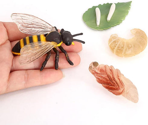 Bee Growth Life Cycle Insect Life Cycle Figurines of Bee, Bee Figurine Model Set with 4 Instruction Cards, Realistic Animal Growth Cycle Model, Ed...